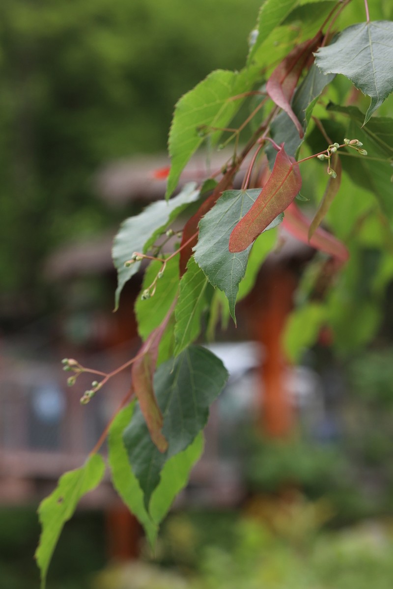 Tilia paucicostata photo 3