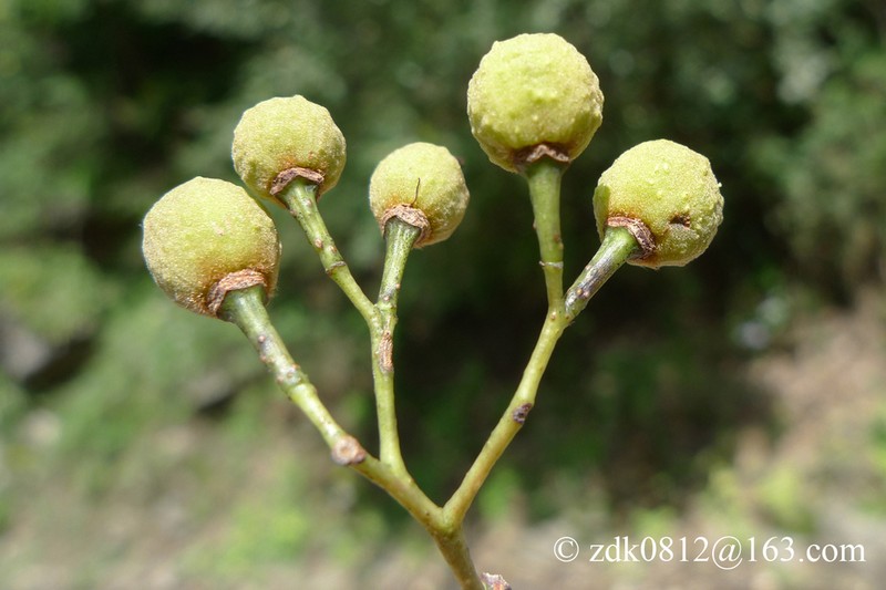 Tilia paucicostata photo 4