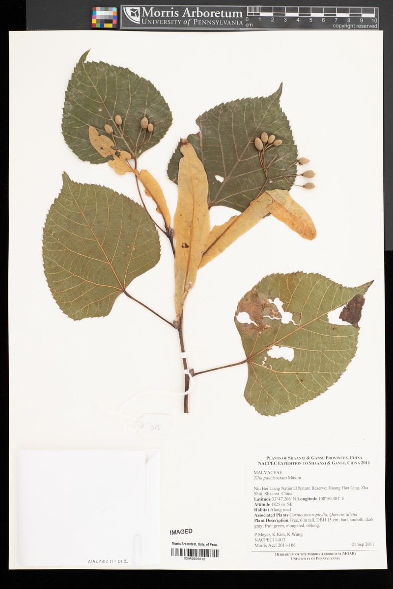Tilia paucicostata photo 5
