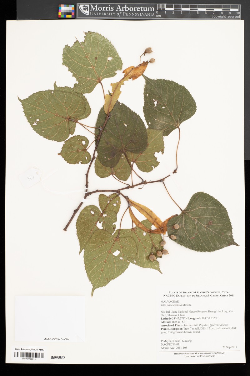 Tilia paucicostata photo 6