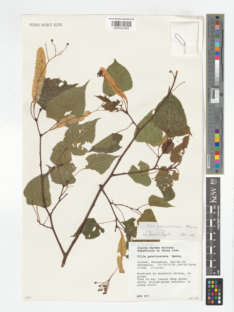 Tilia paucicostata var. yunnanensis