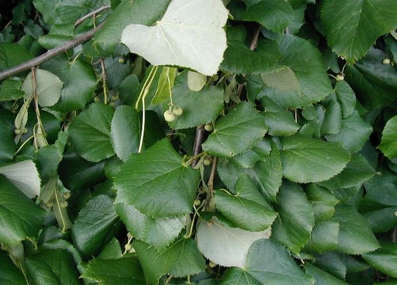 Pendent Silver Linden photo 2