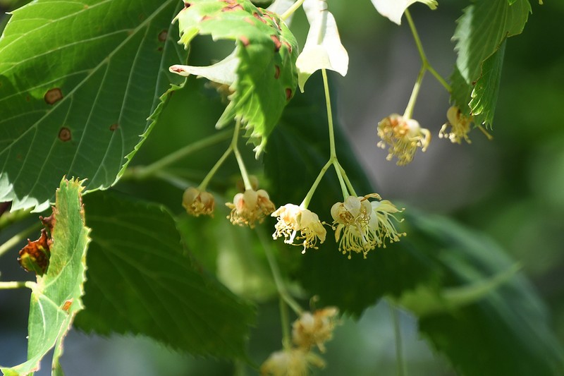 Largeleaf Linden photo 4