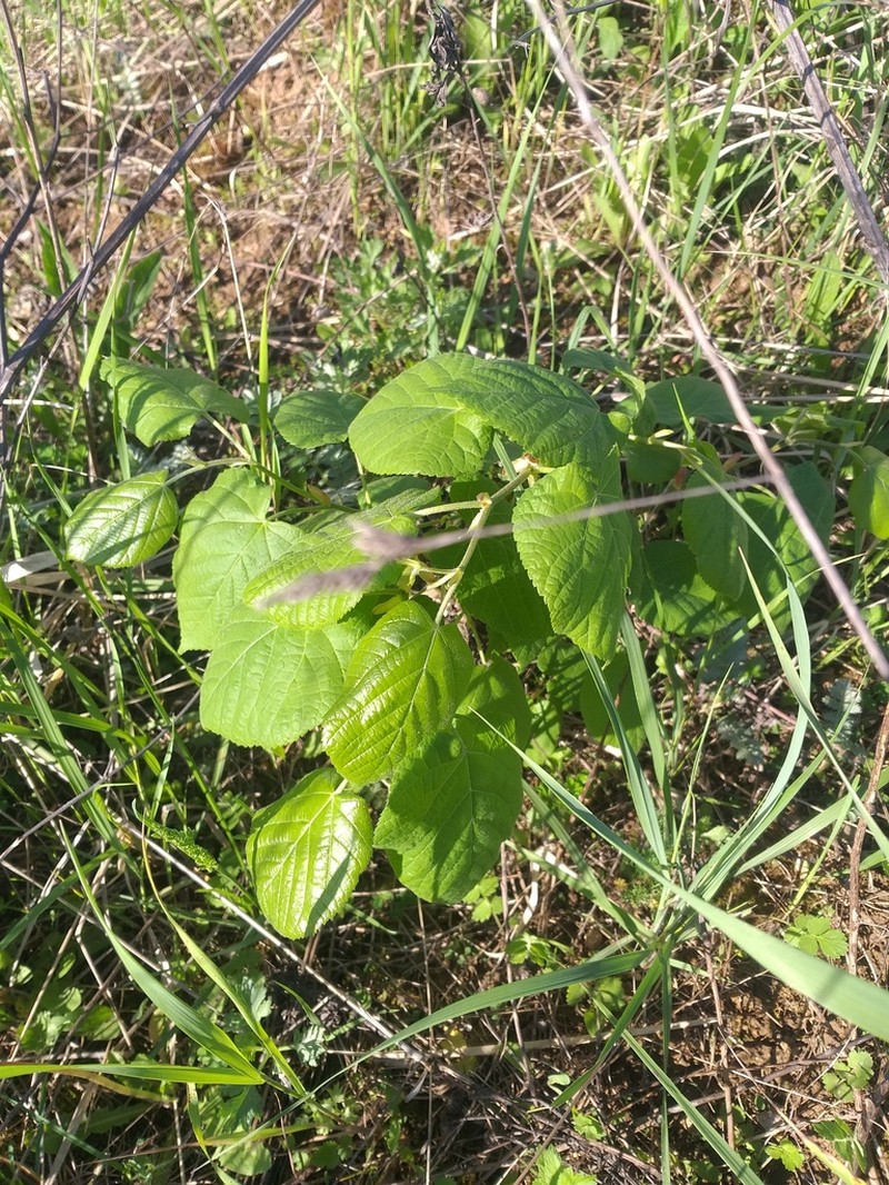 Largeleaf Linden photo 5