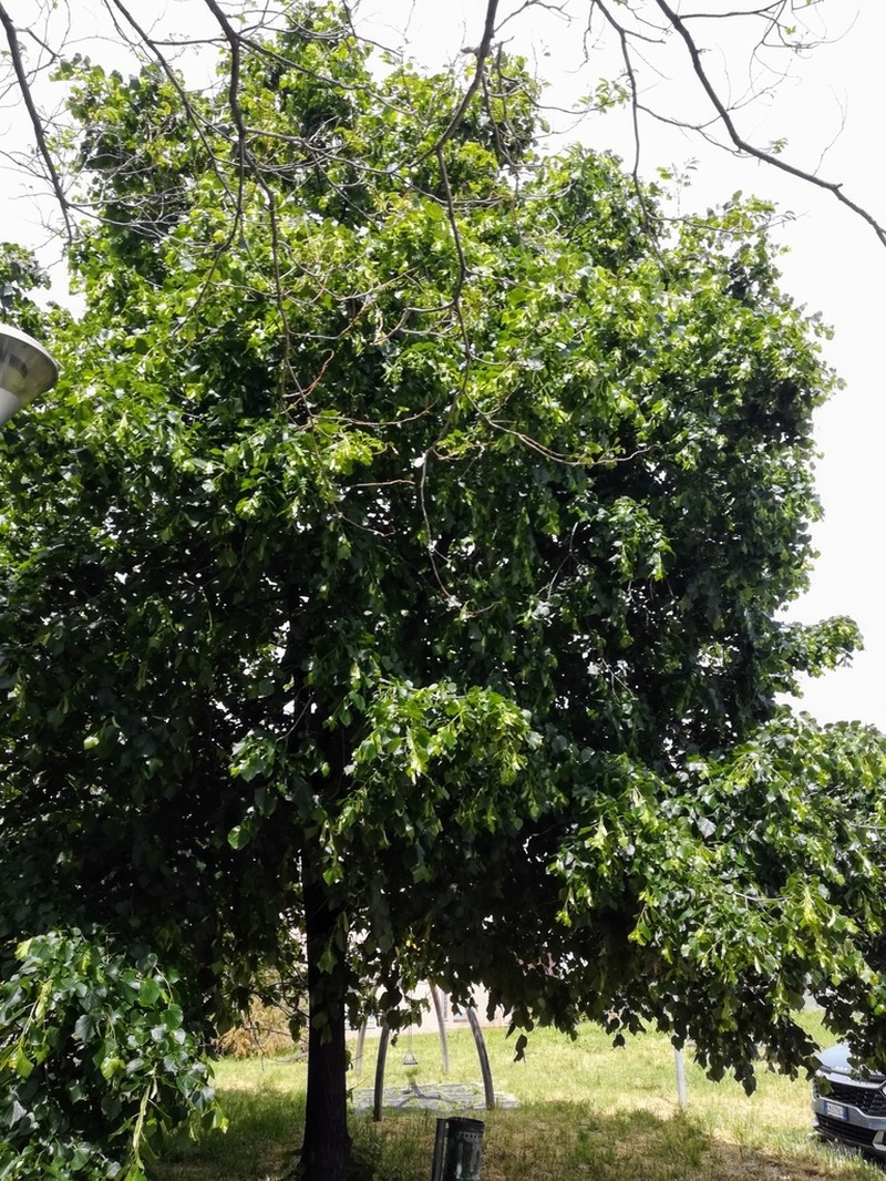 Largeleaf Linden photo 6