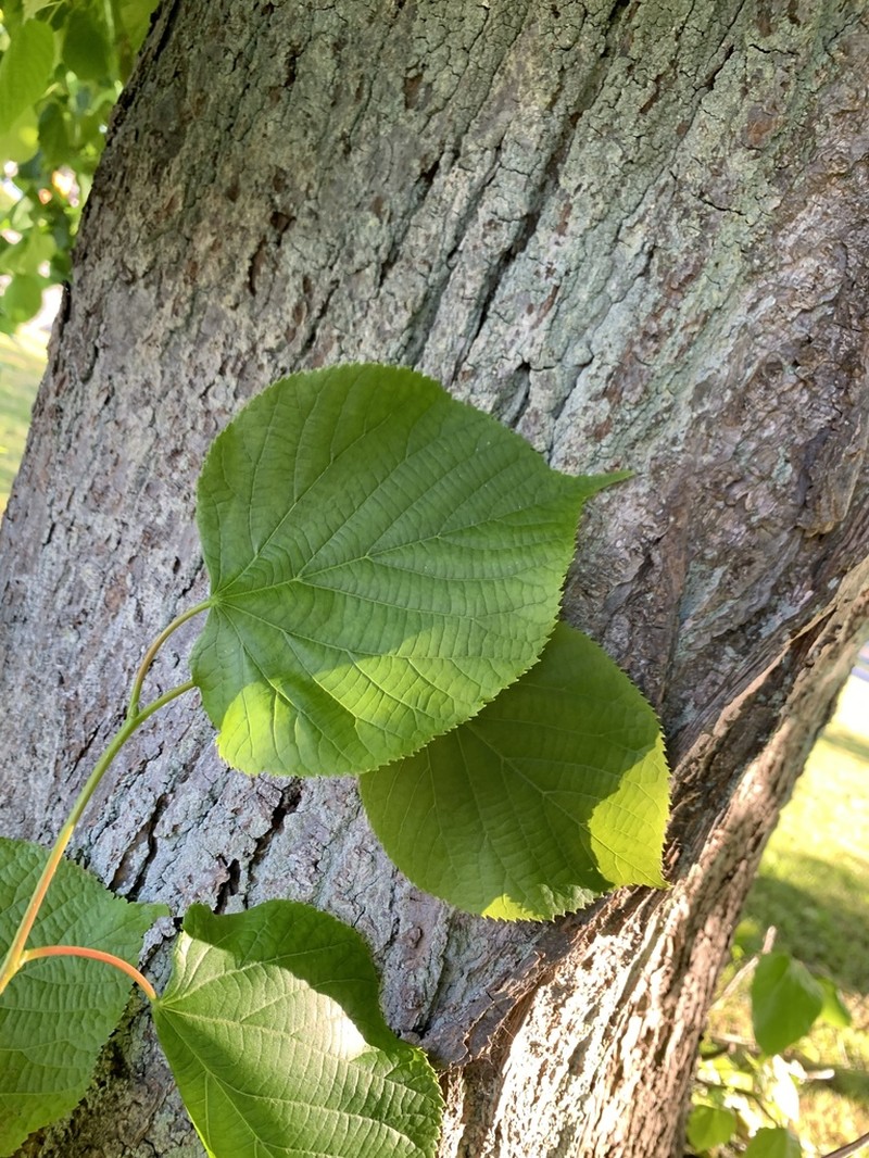 Largeleaf Linden photo 7