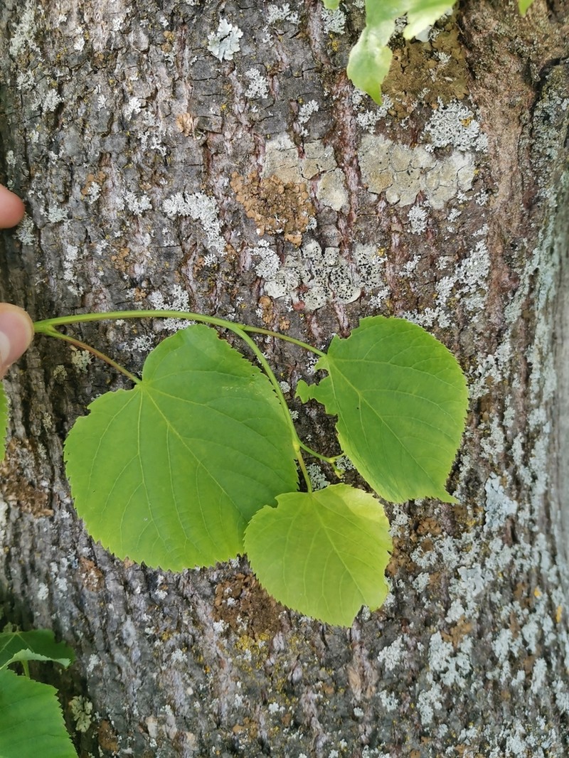 Largeleaf Linden photo 8