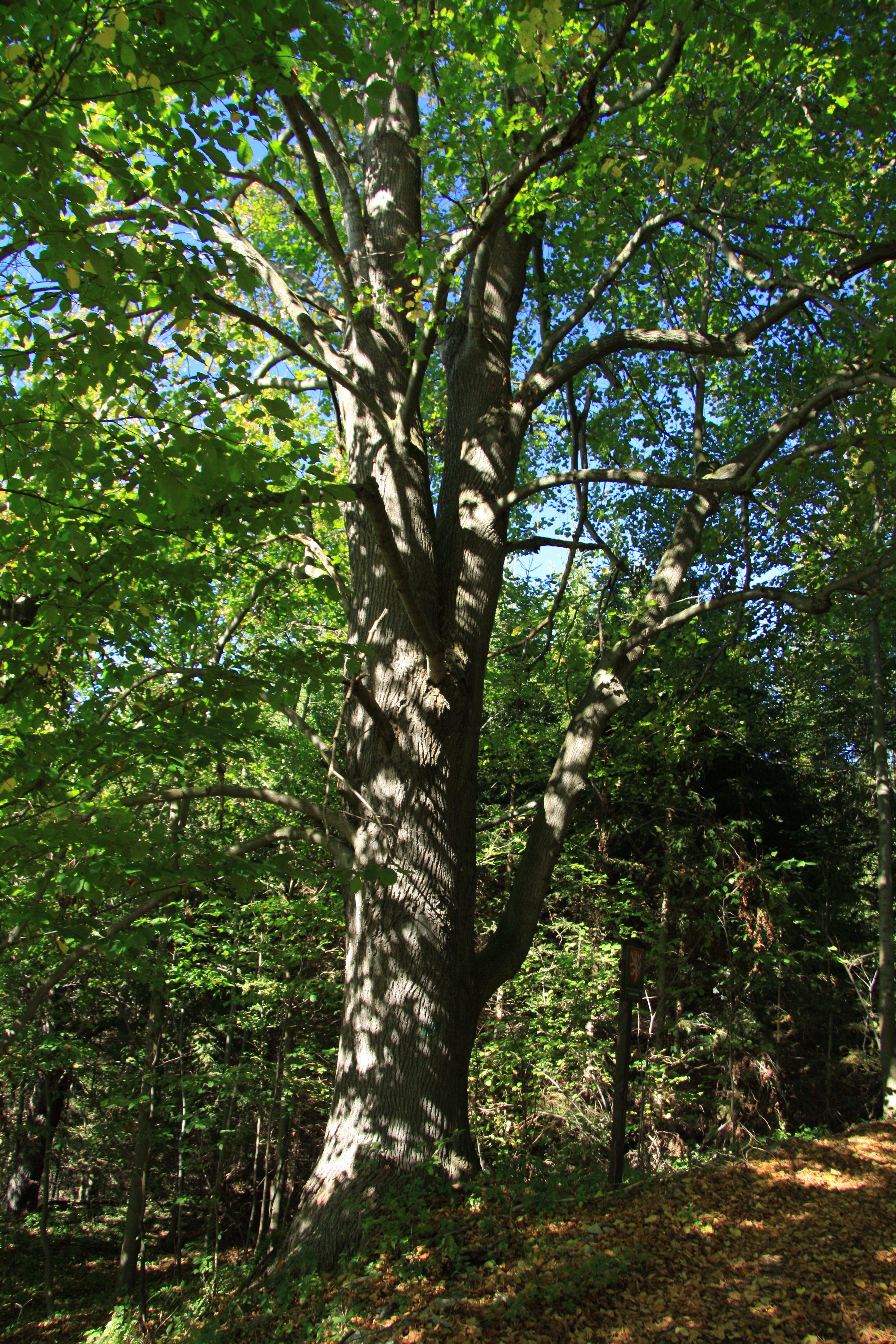 Largeleaf Linden
