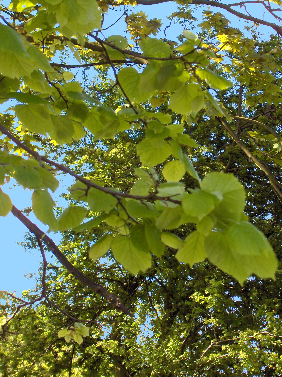 Largeleaf Linden photo 5