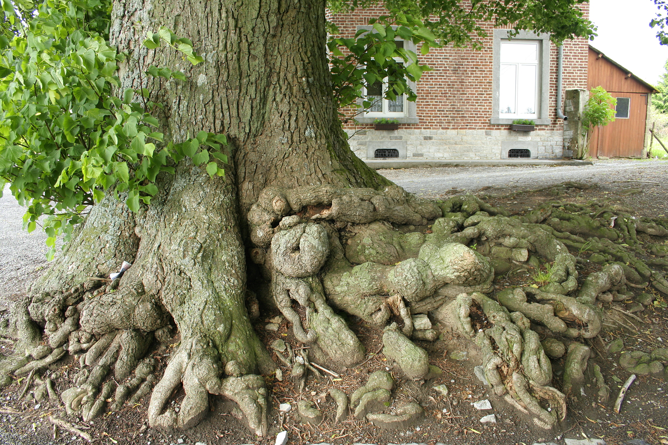 Largeleaf Linden photo 6