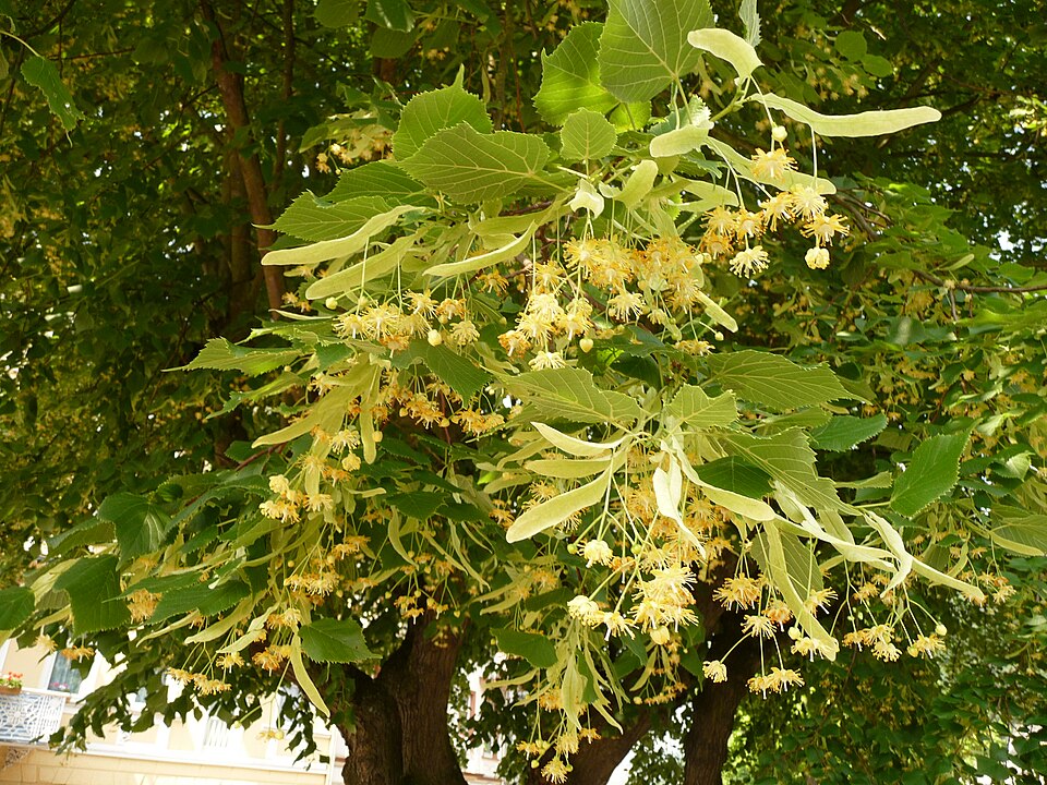 Largeleaf Linden photo 7
