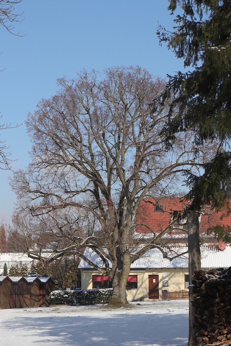 Largeleaf Linden photo 2