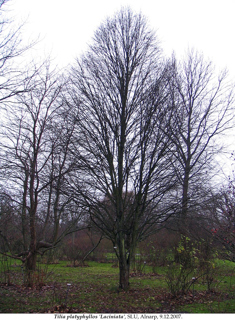 Largeleaf Linden photo 3