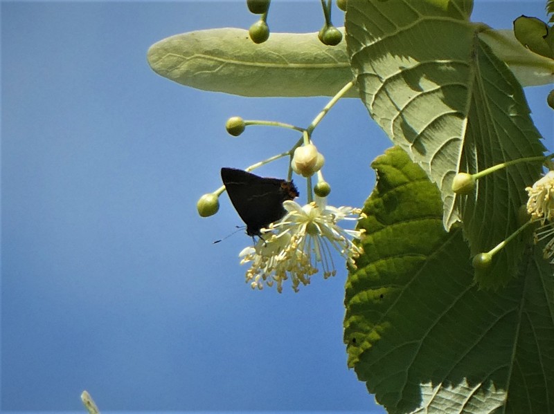 Largeleaf Linden photo 8
