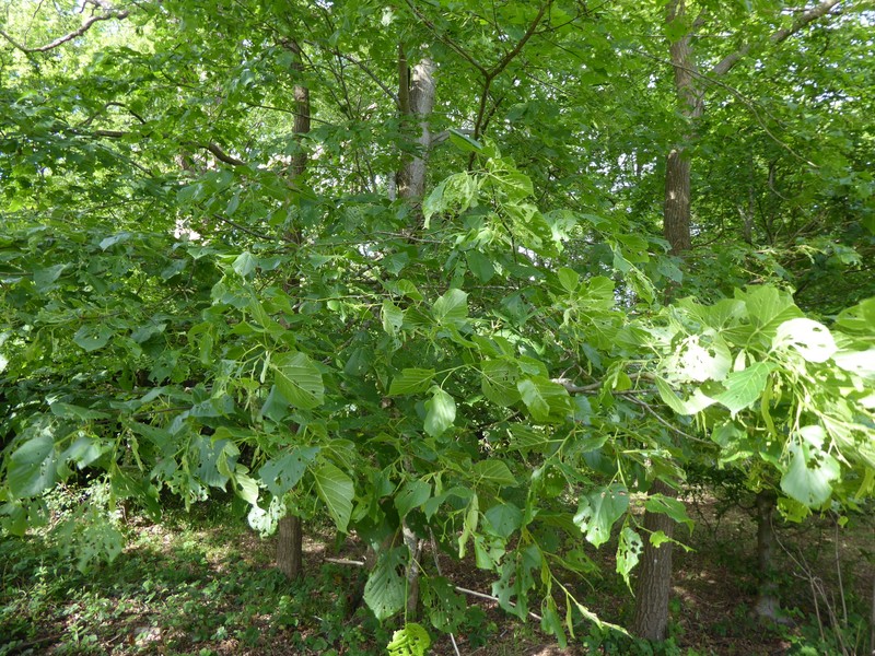 Tilia platyphyllos subsp. cordifolia