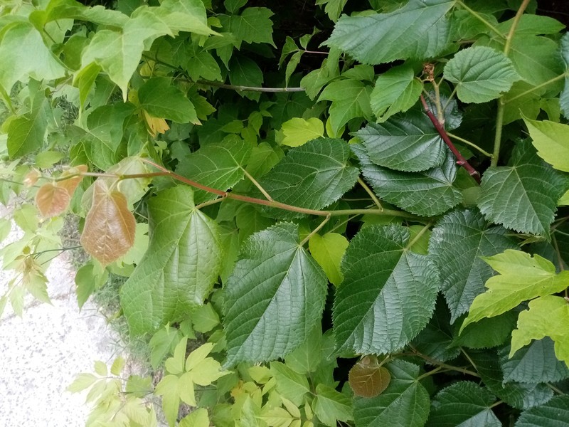 Tilia platyphyllos subsp. cordifolia photo 2