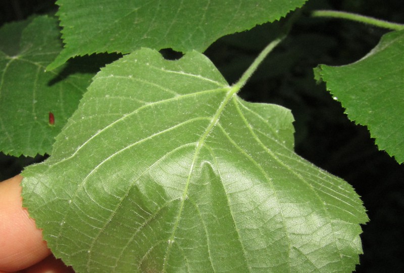 Tilia platyphyllos subsp. cordifolia photo 3