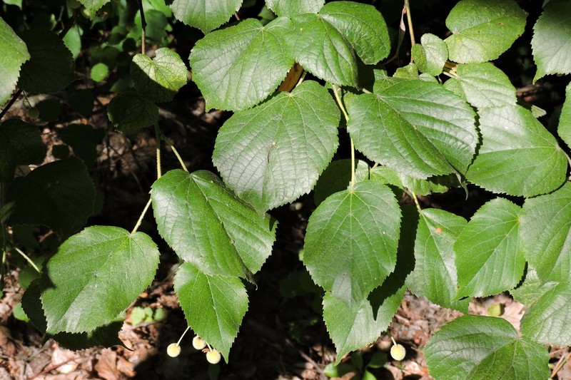 Tilia platyphyllos subsp. cordifolia photo 4