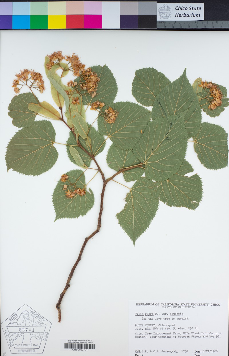 Tilia platyphyllos subsp. corinthiaca