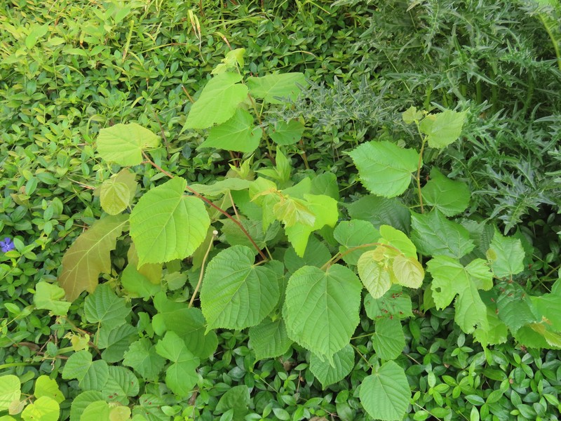 Tilia platyphyllos subsp. platyphyllos