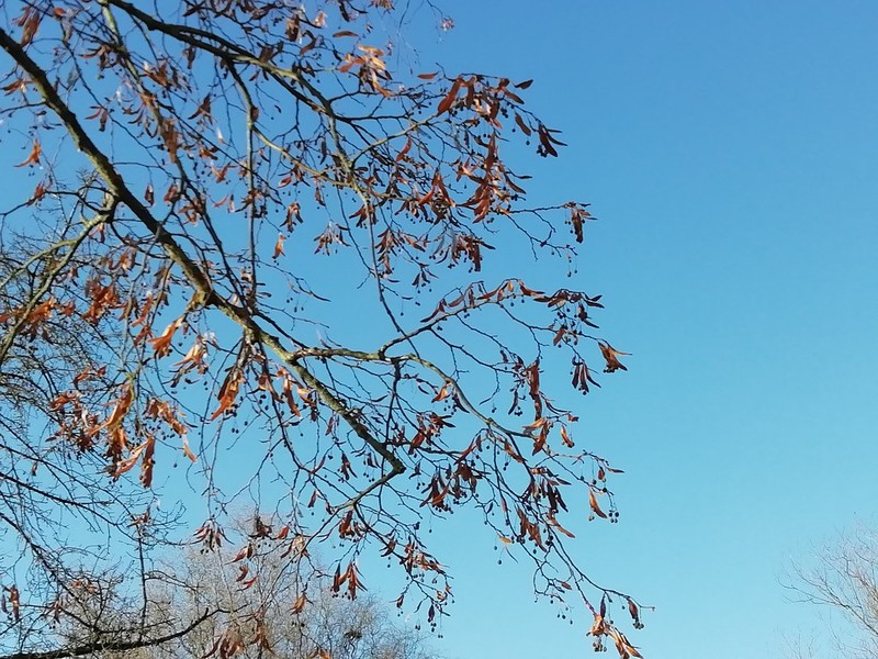 Tilia platyphyllos subsp. platyphyllos photo 2