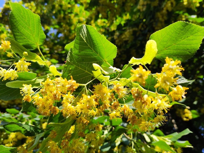 Tilia platyphyllos subsp. platyphyllos photo 3
