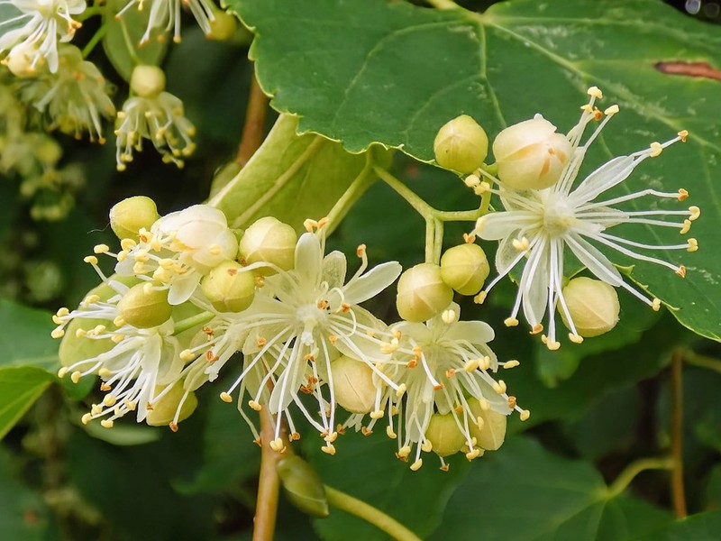 Tilia platyphyllos subsp. platyphyllos photo 4