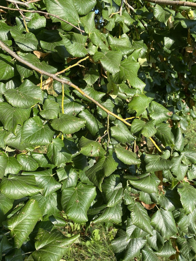 Tilia platyphyllos subsp. platyphyllos photo 5