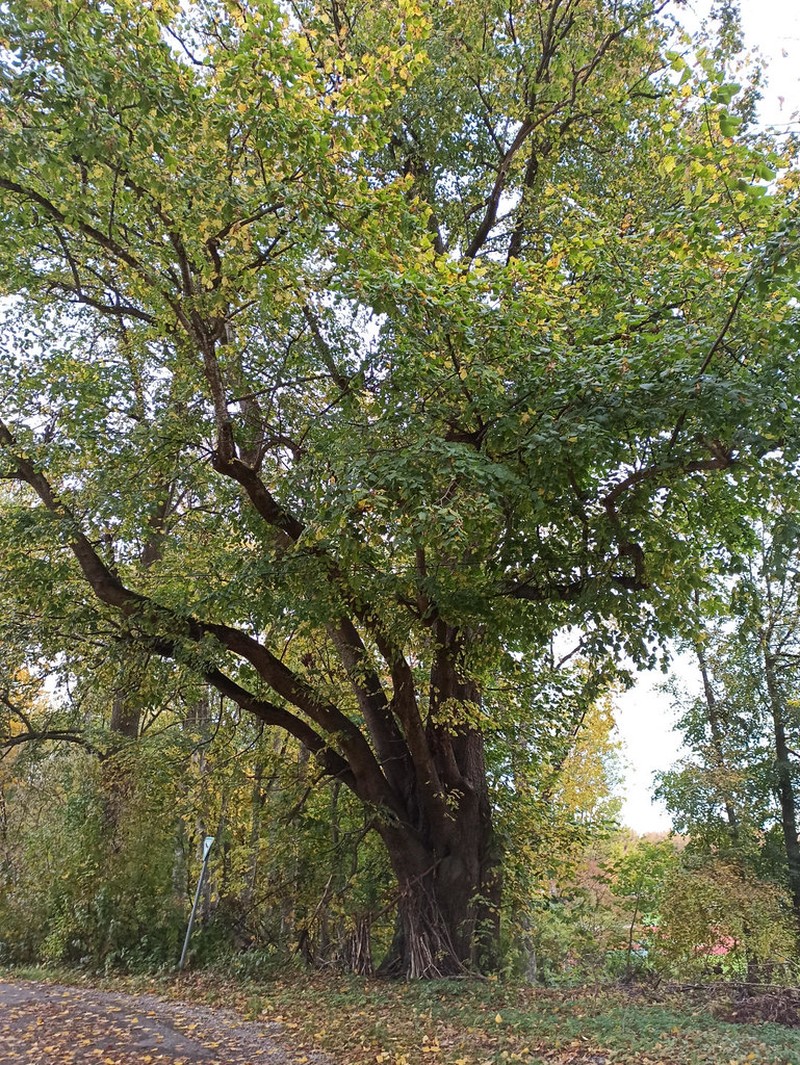 Tilia platyphyllos subsp. platyphyllos photo 6