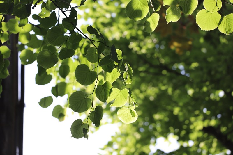 Tilia platyphyllos subsp. platyphyllos photo 7
