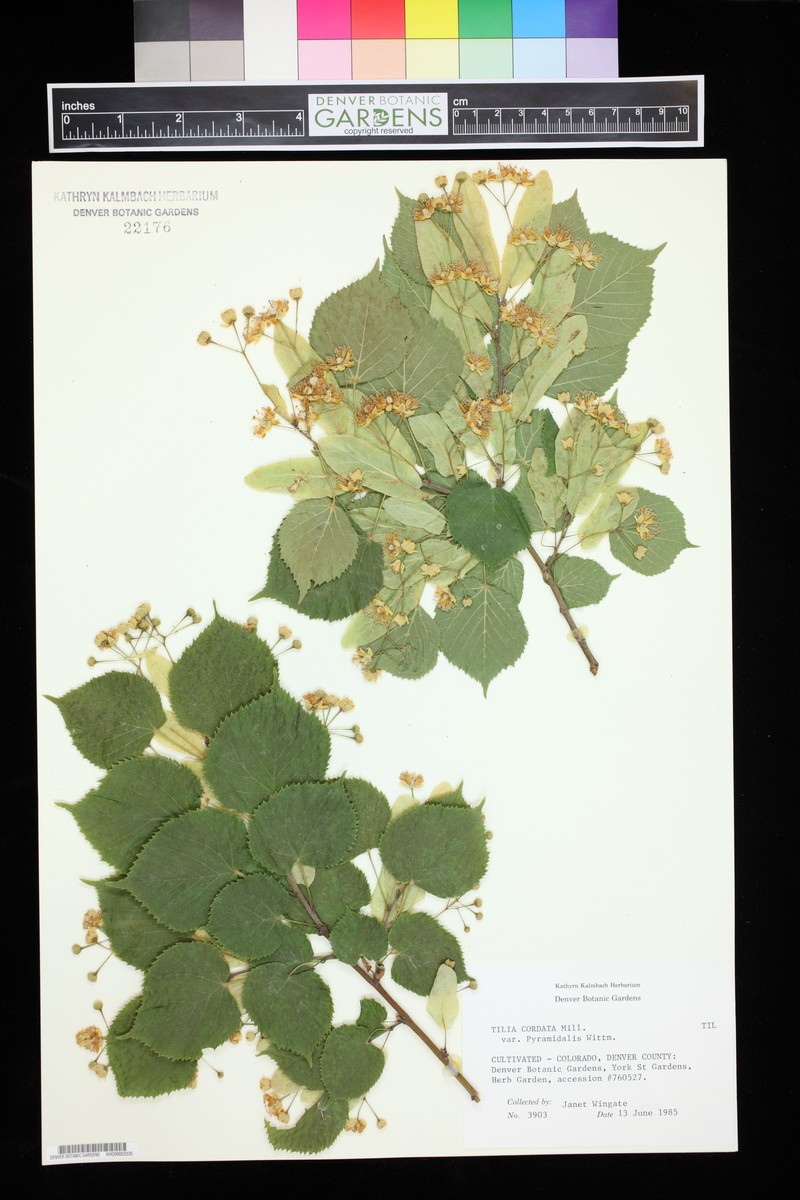 Tilia platyphyllos subsp. pseudorubra