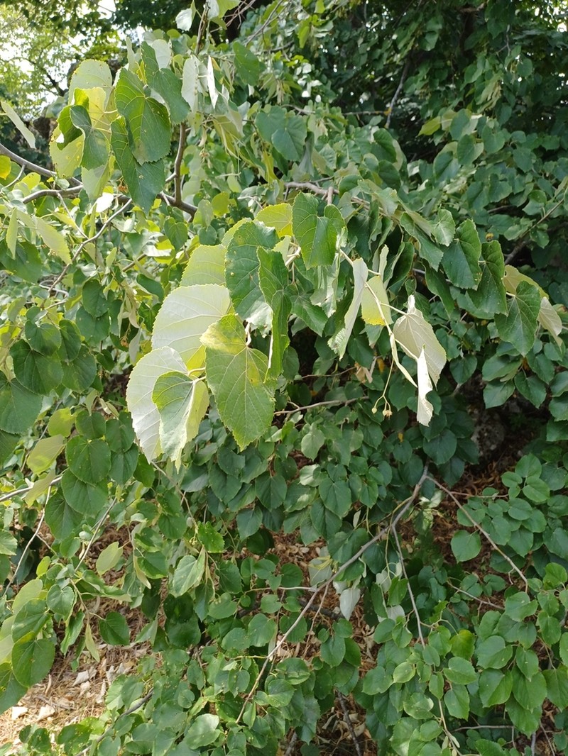 Pendent Silver Linden photo 5