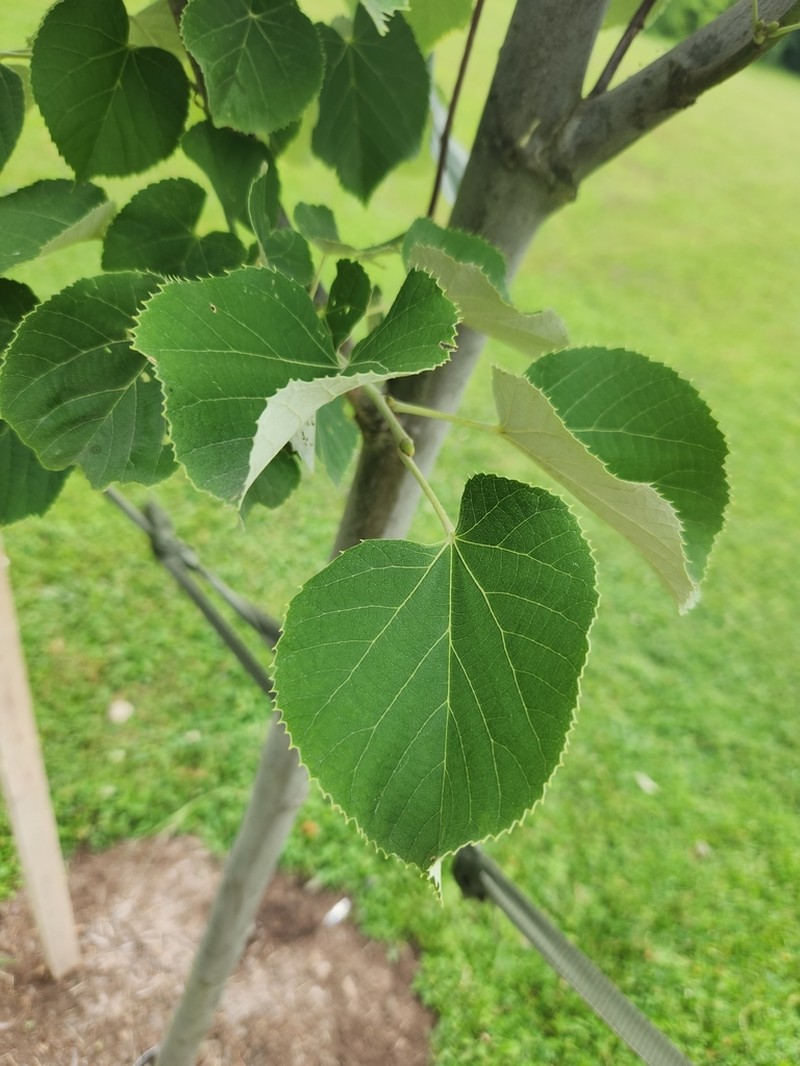 Pendent Silver Linden photo 8