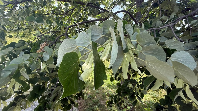 Silver Linden photo 6