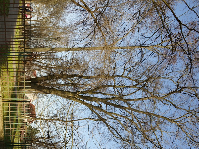 Silver Linden photo 2