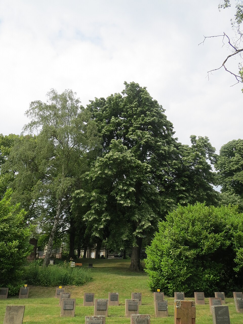 Silver Linden photo 6