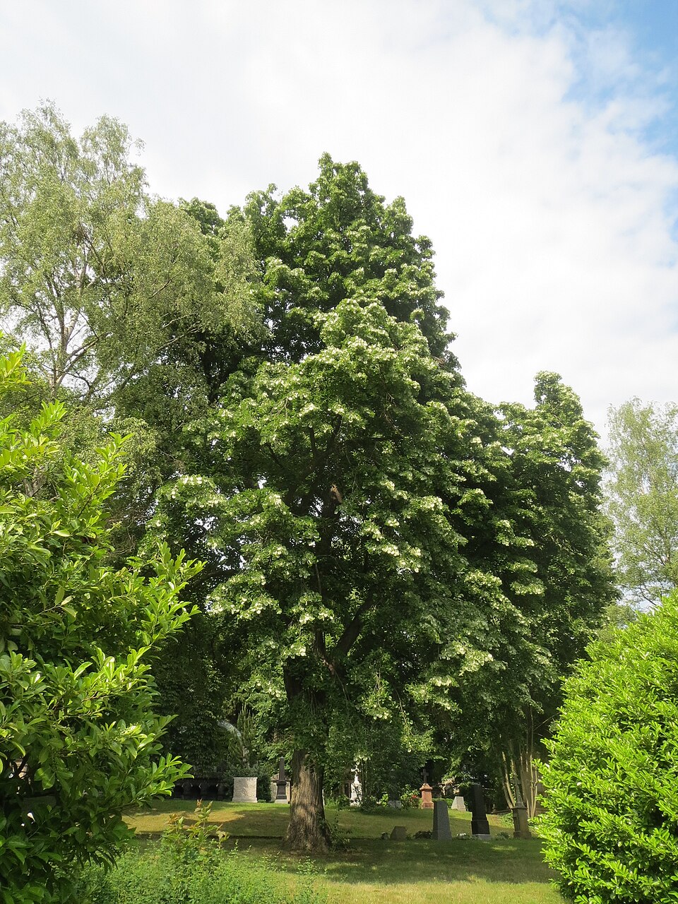 Silver Linden photo 7
