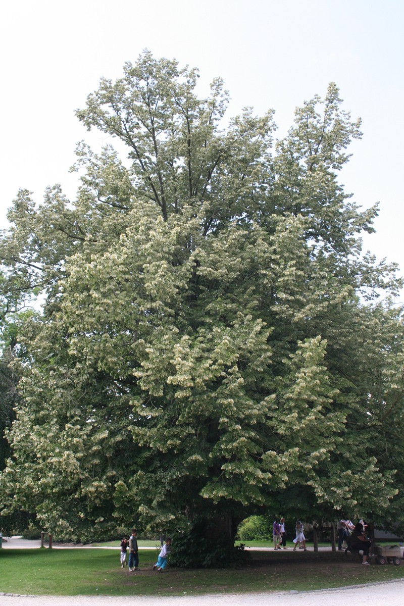 Silver Linden photo 4