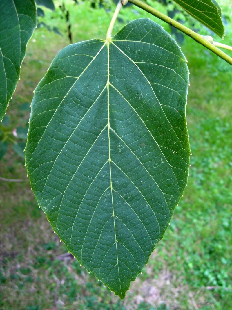 Tilia tuan photo 2