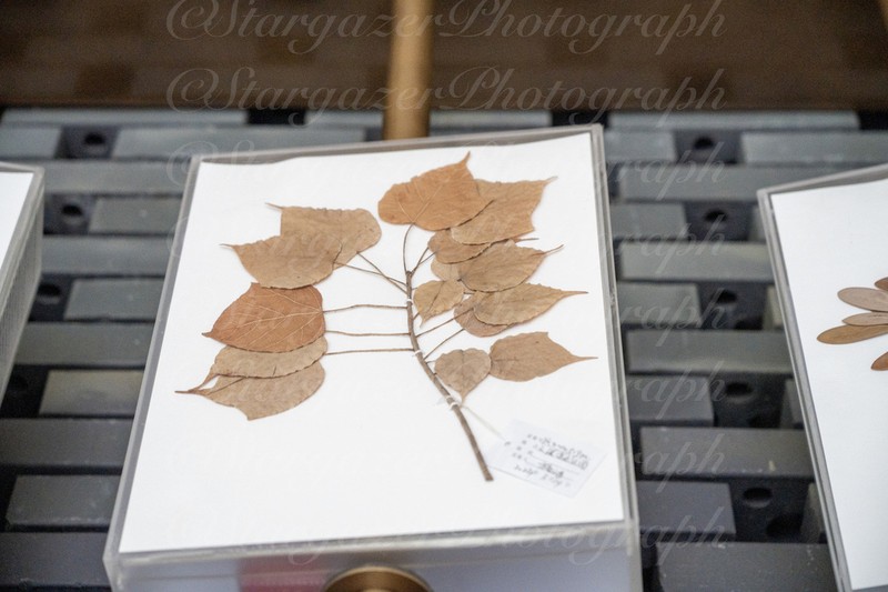 Tilia tuan photo 3
