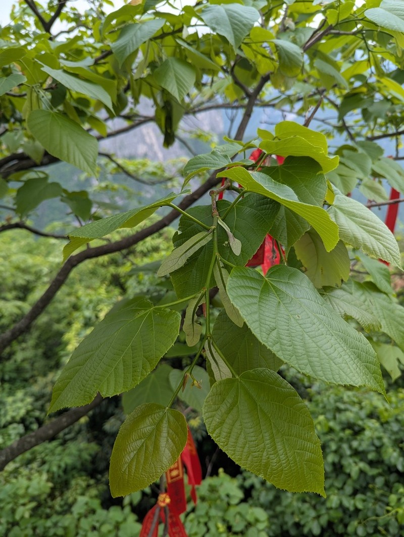 Tilia tuan photo 4