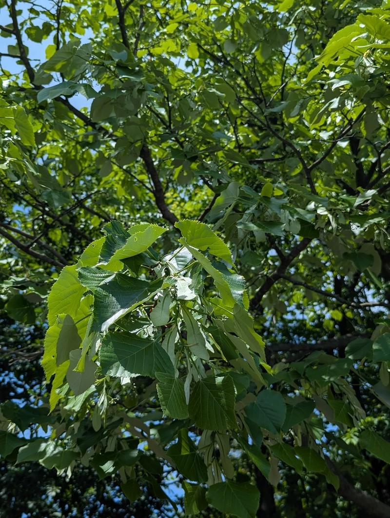 Tilia tuan photo 5