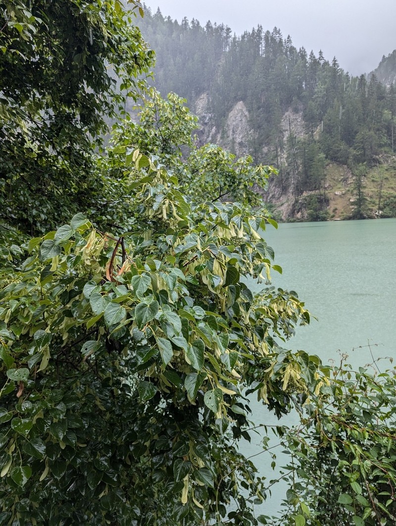 Tilia tuan photo 6