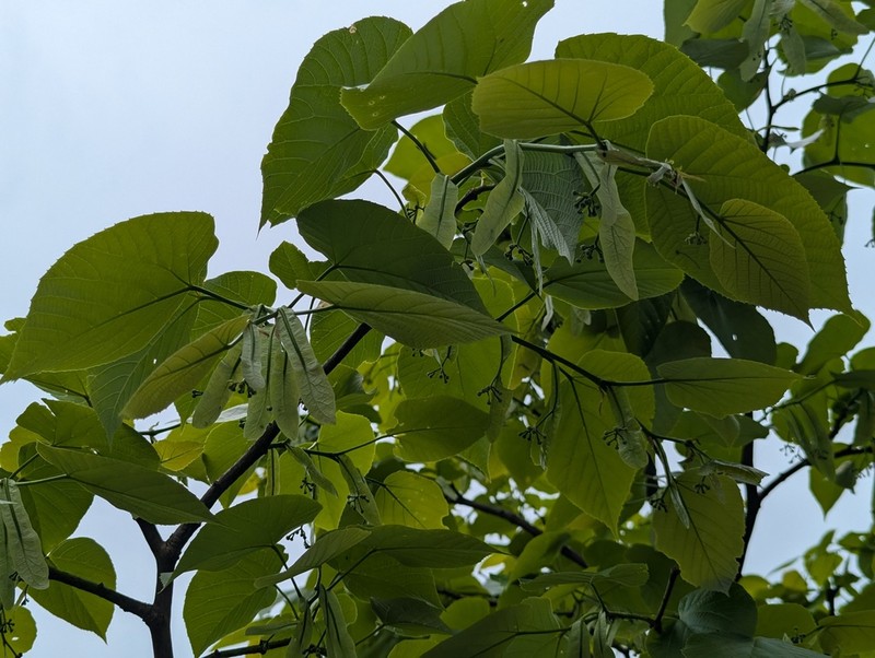 Tilia tuan photo 7