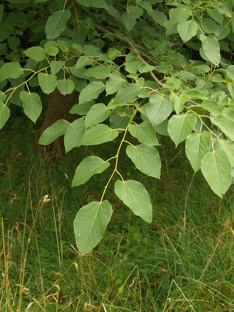 Tilia tuan var. chenmoui