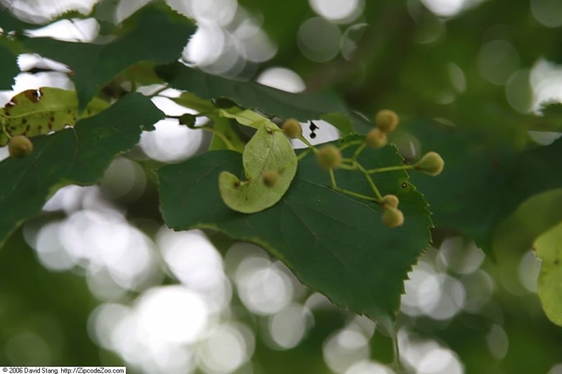 Caucasian Lime photo 2