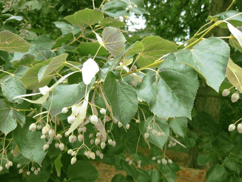 Caucasian Lime photo 5