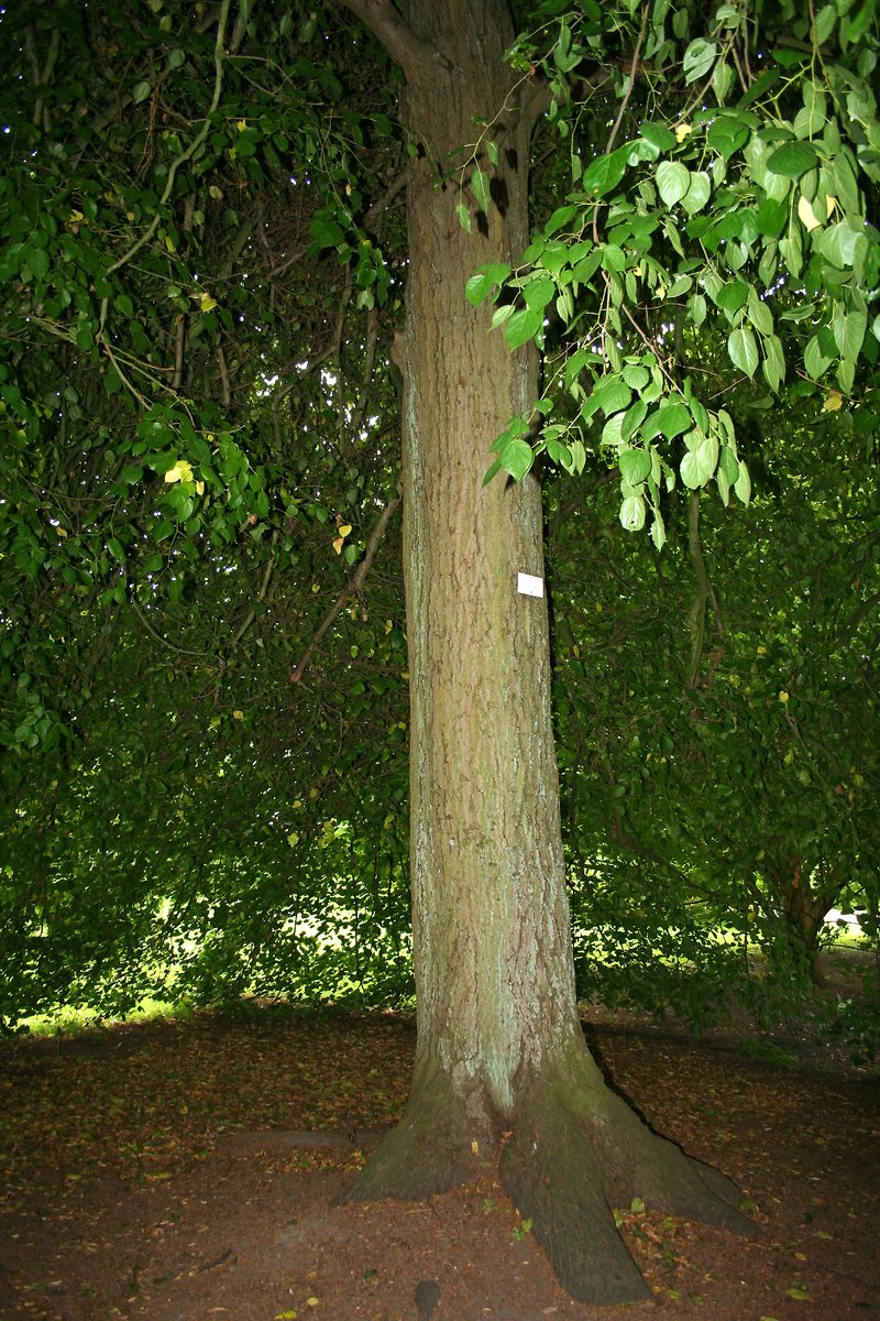 Caucasian Lime photo 6