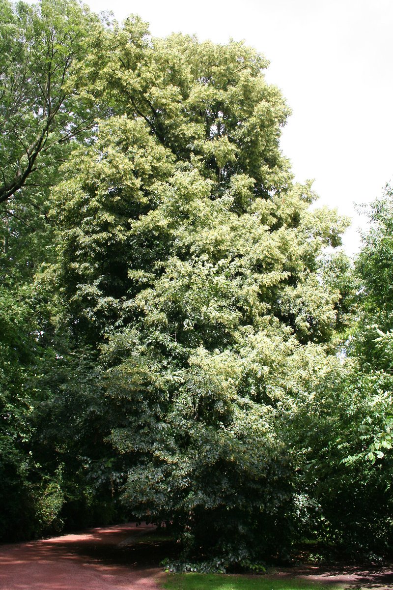 Caucasian Lime photo 7