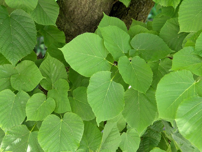 Common Linden photo 3